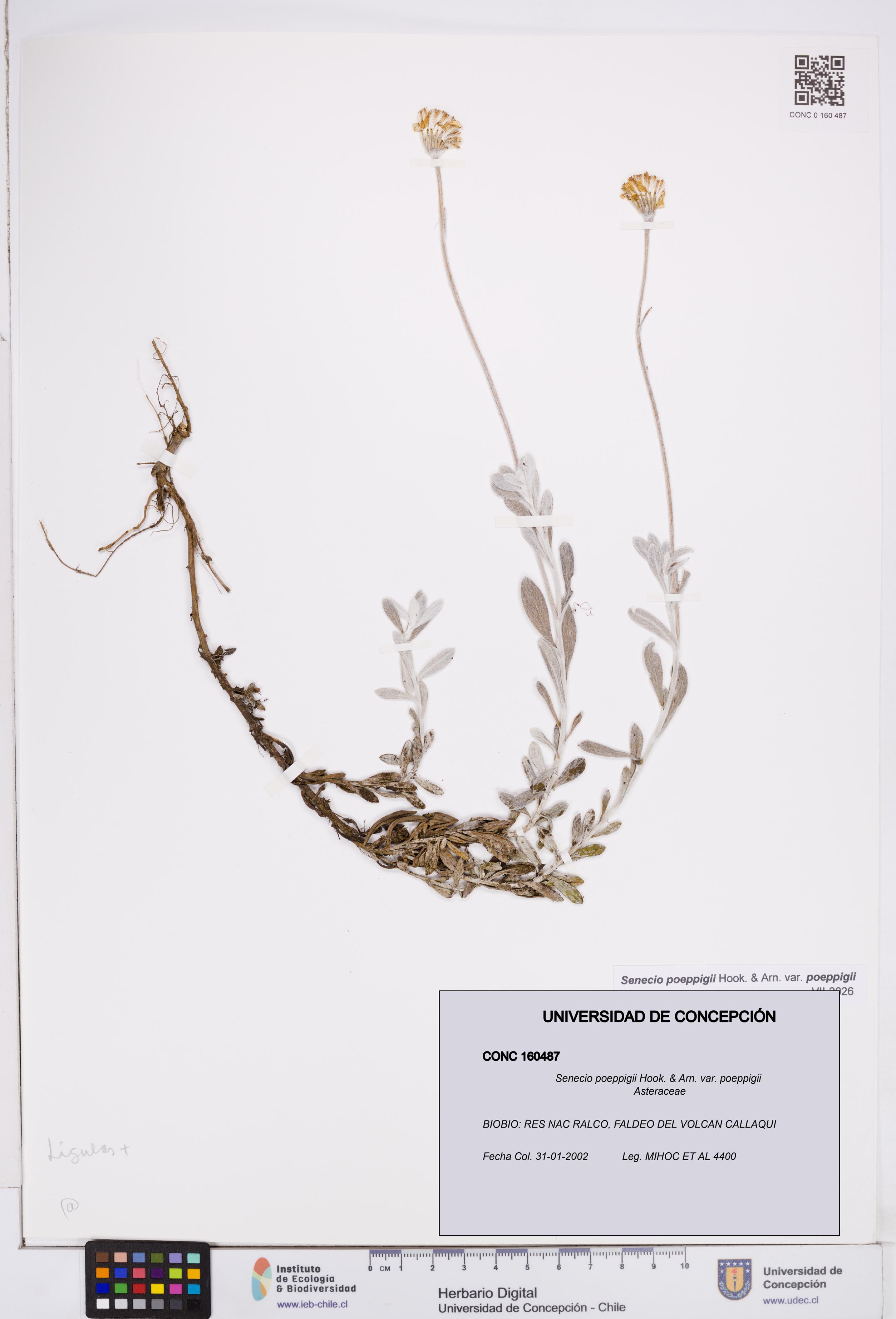 Senecio poeppigii var. poeppigii [Espécimen: ]