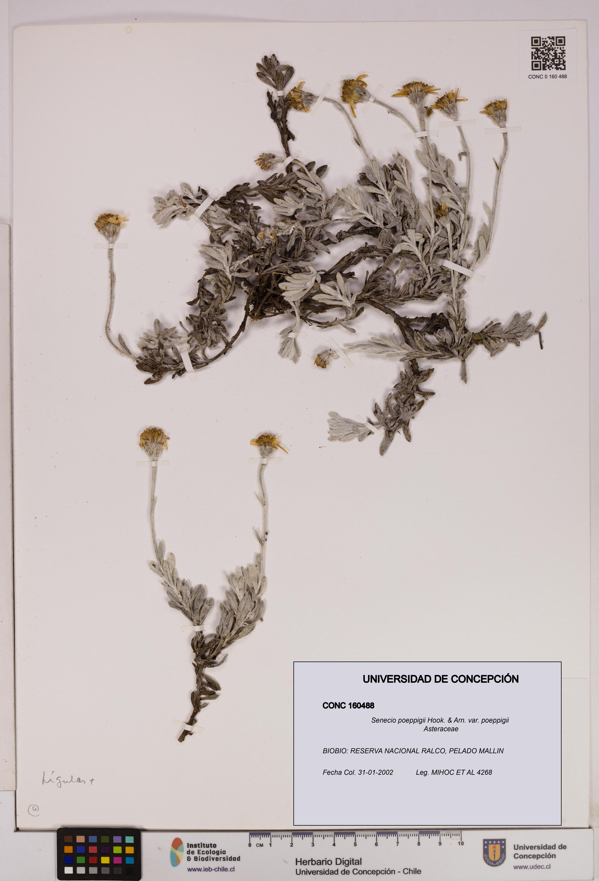 Senecio poeppigii var. poeppigii [Espécimen: ]