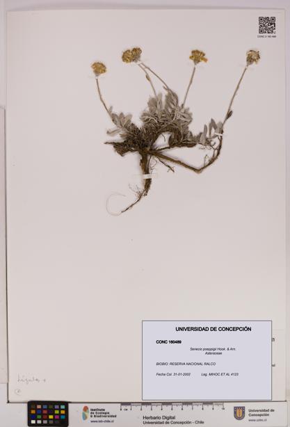 Senecio poeppigii [Espécimen: UDEC:CONC:0160489]