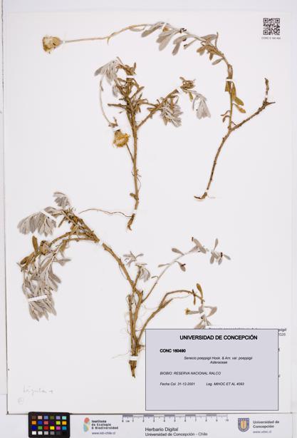 Senecio poeppigii var. poeppigii [Espécimen: ]
