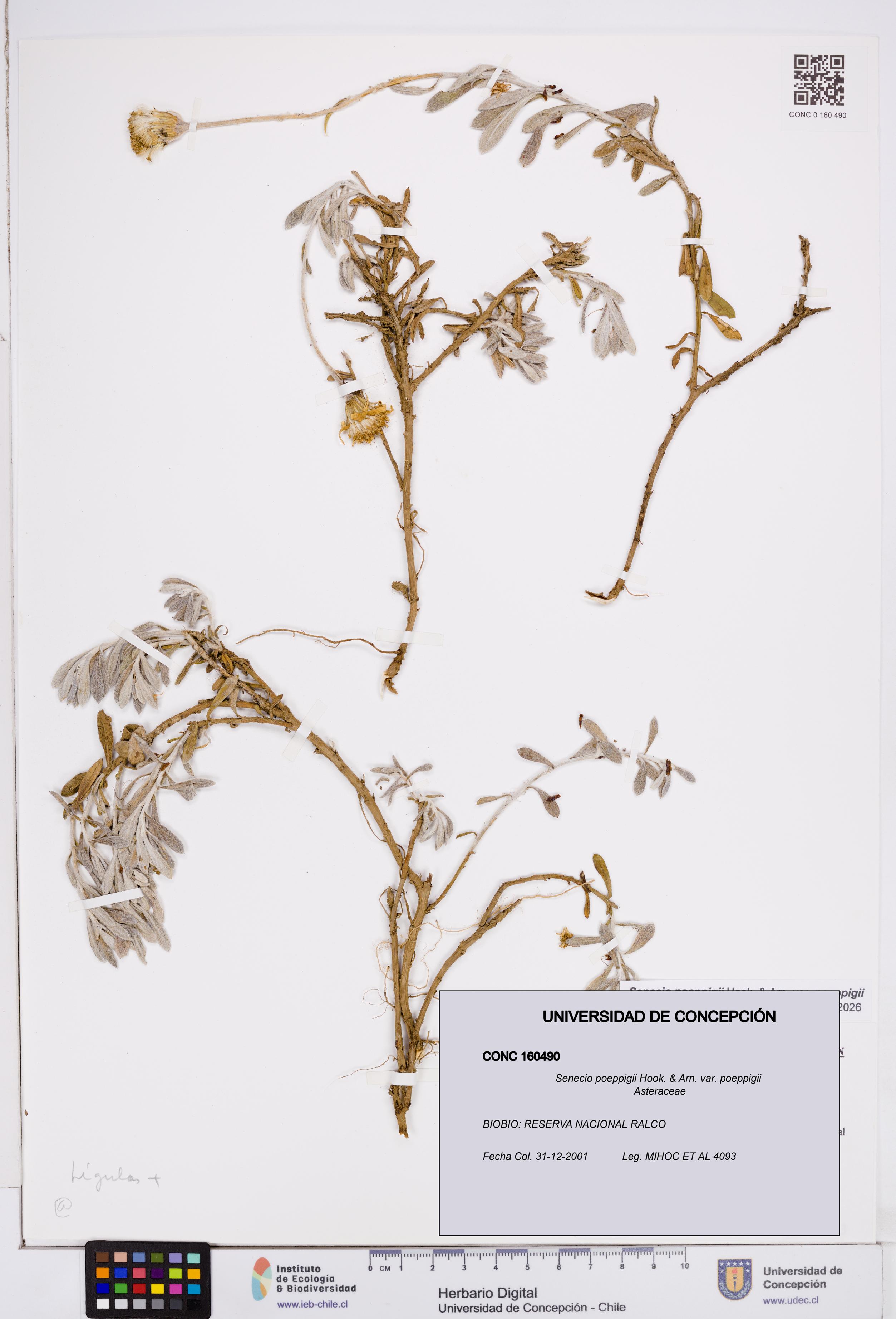 Senecio poeppigii var. poeppigii [Espécimen: ]