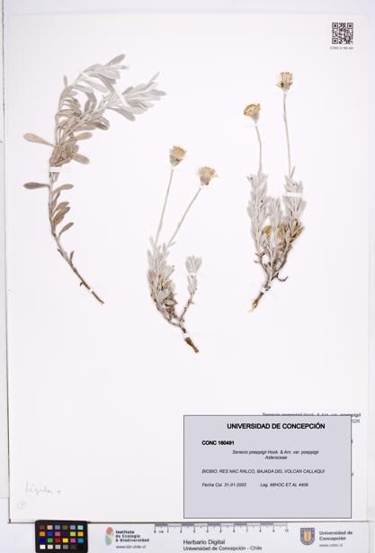 Senecio poeppigii var. poeppigii [Espécimen: ]