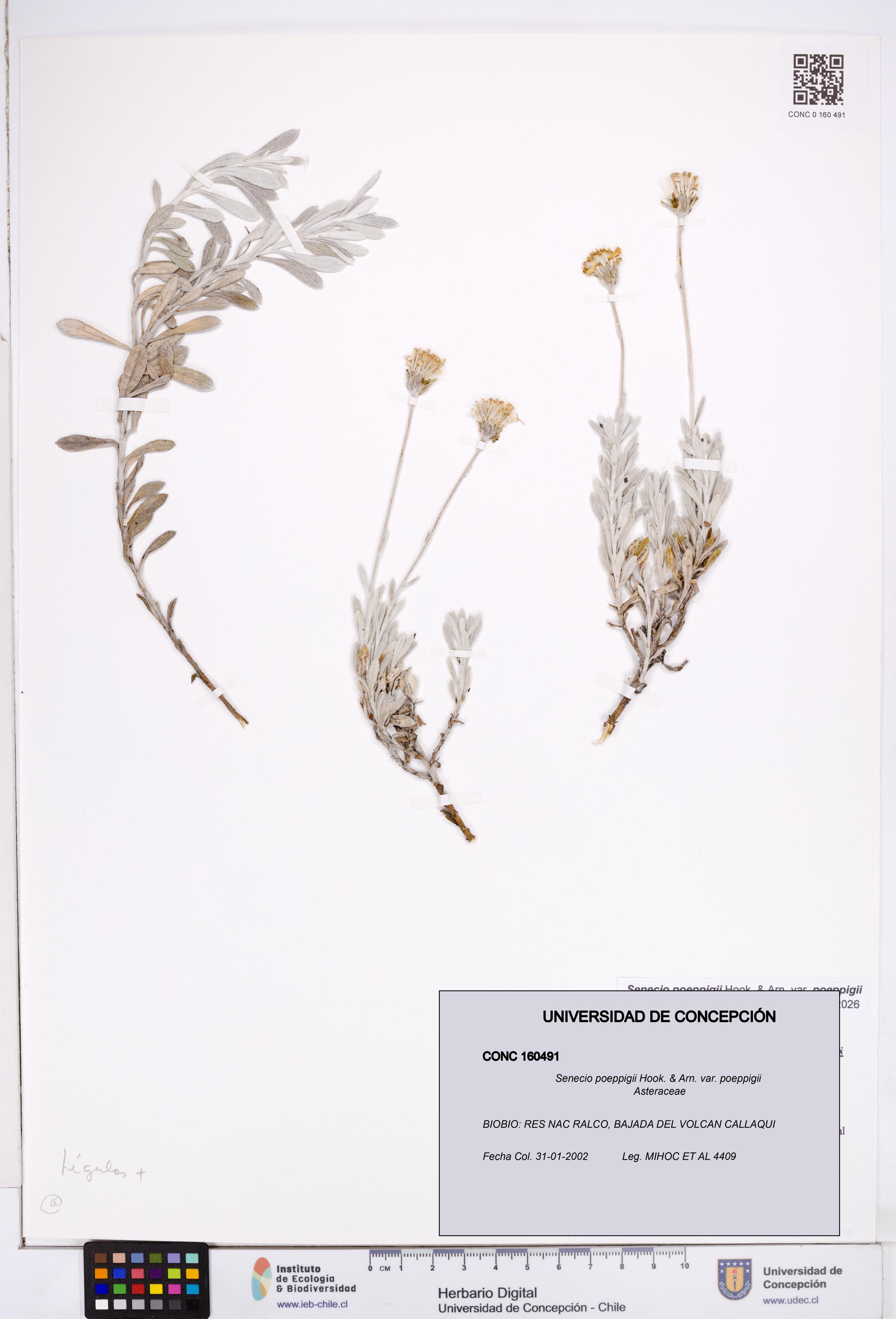Senecio poeppigii var. poeppigii [Espécimen: ]