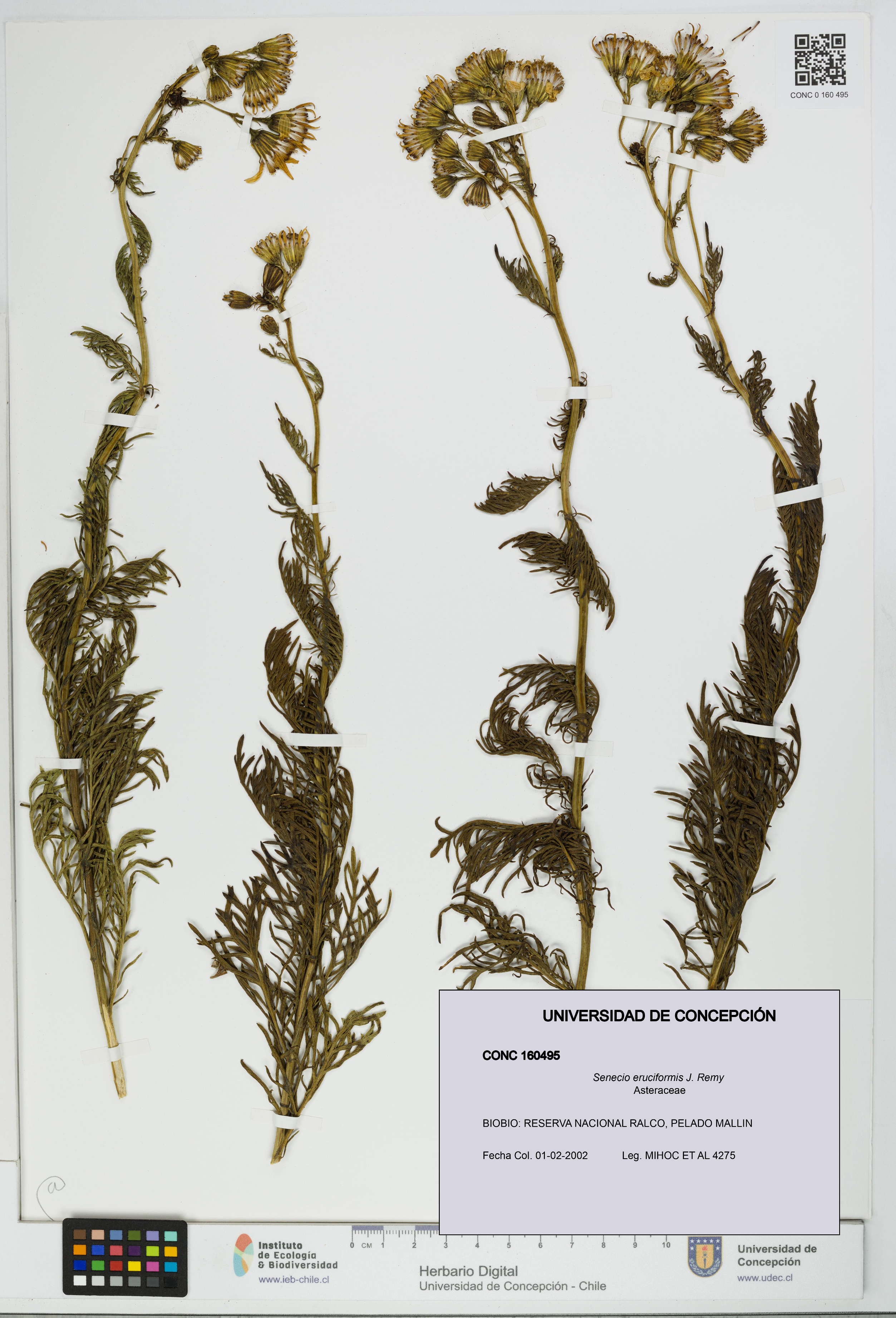Senecio eruciformis [Espécimen: UDEC:CONC:0160495]