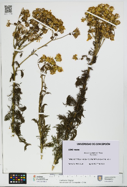 Senecio eruciformis [Espécimen: UDEC:CONC:0160496]