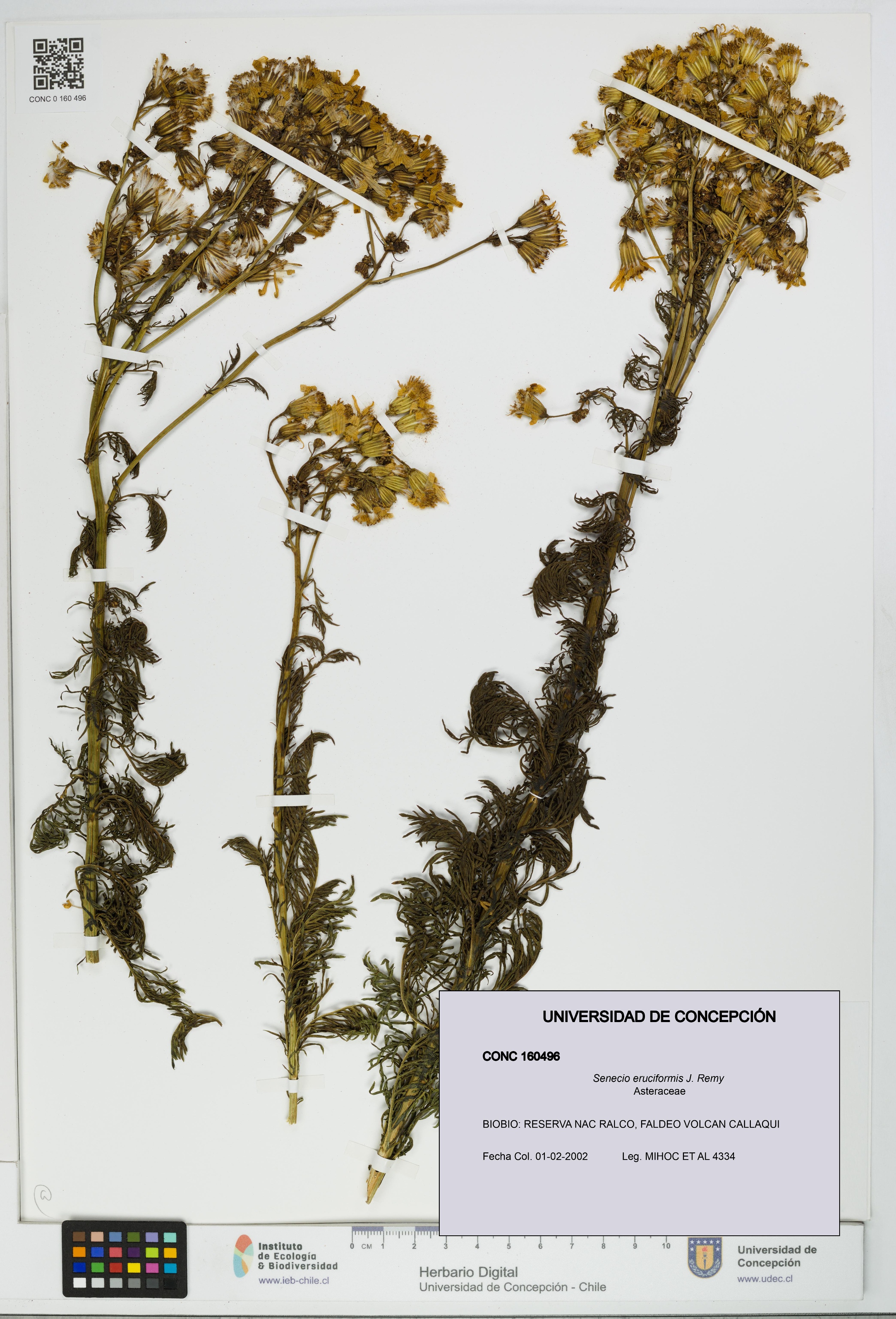 Senecio eruciformis [Espécimen: UDEC:CONC:0160496]