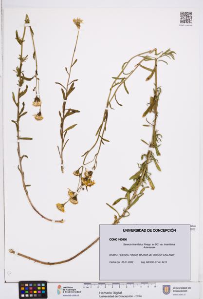 Senecio linariifolius var. linariifolius [Espécimen: ]
