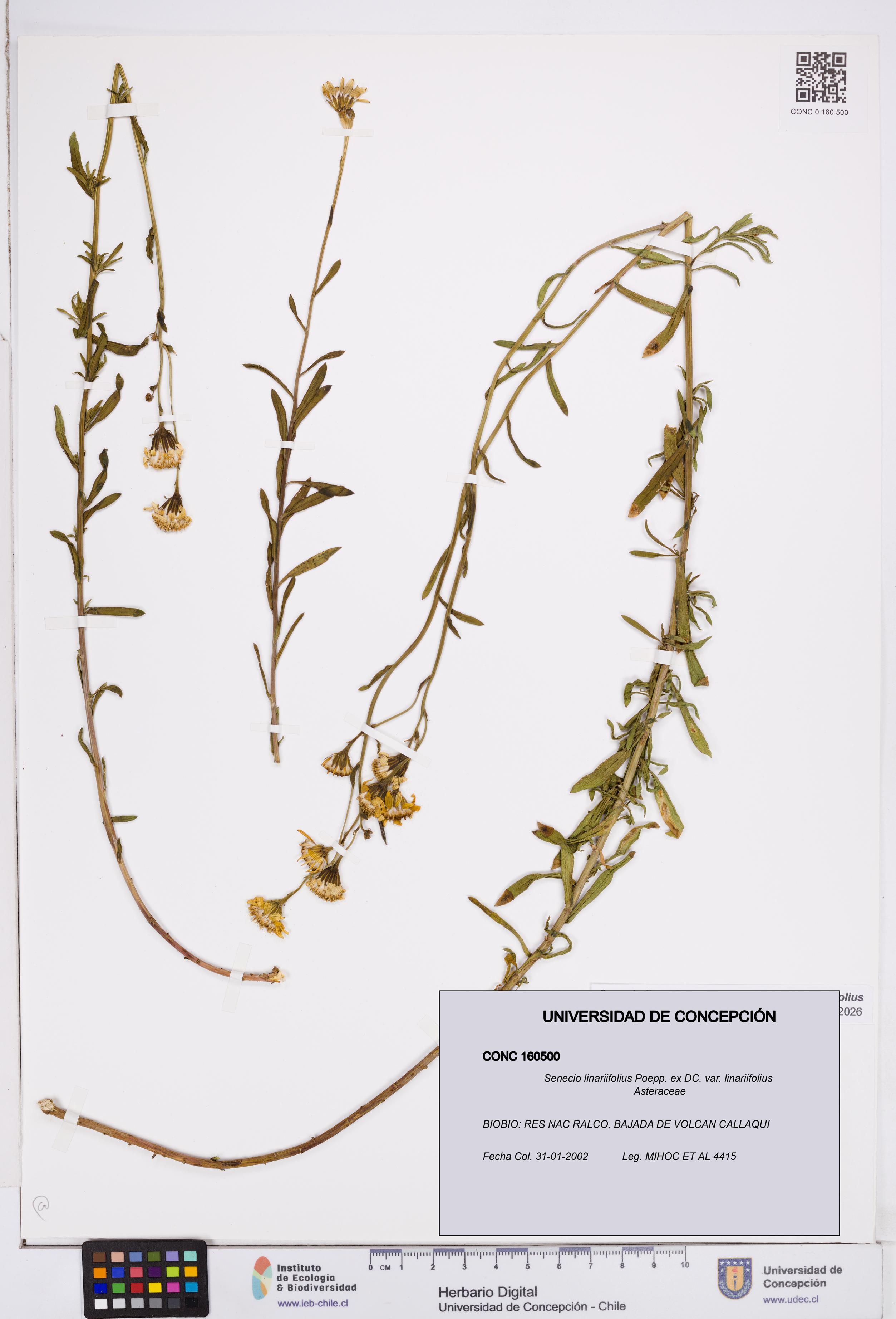 Senecio linariifolius var. linariifolius [Espécimen: ]