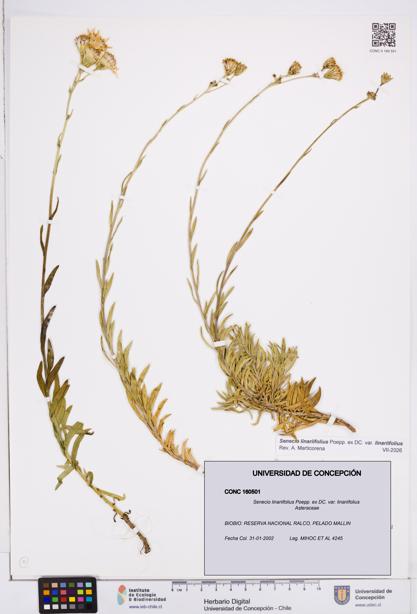 Senecio linariifolius var. linariifolius [Espécimen: ]