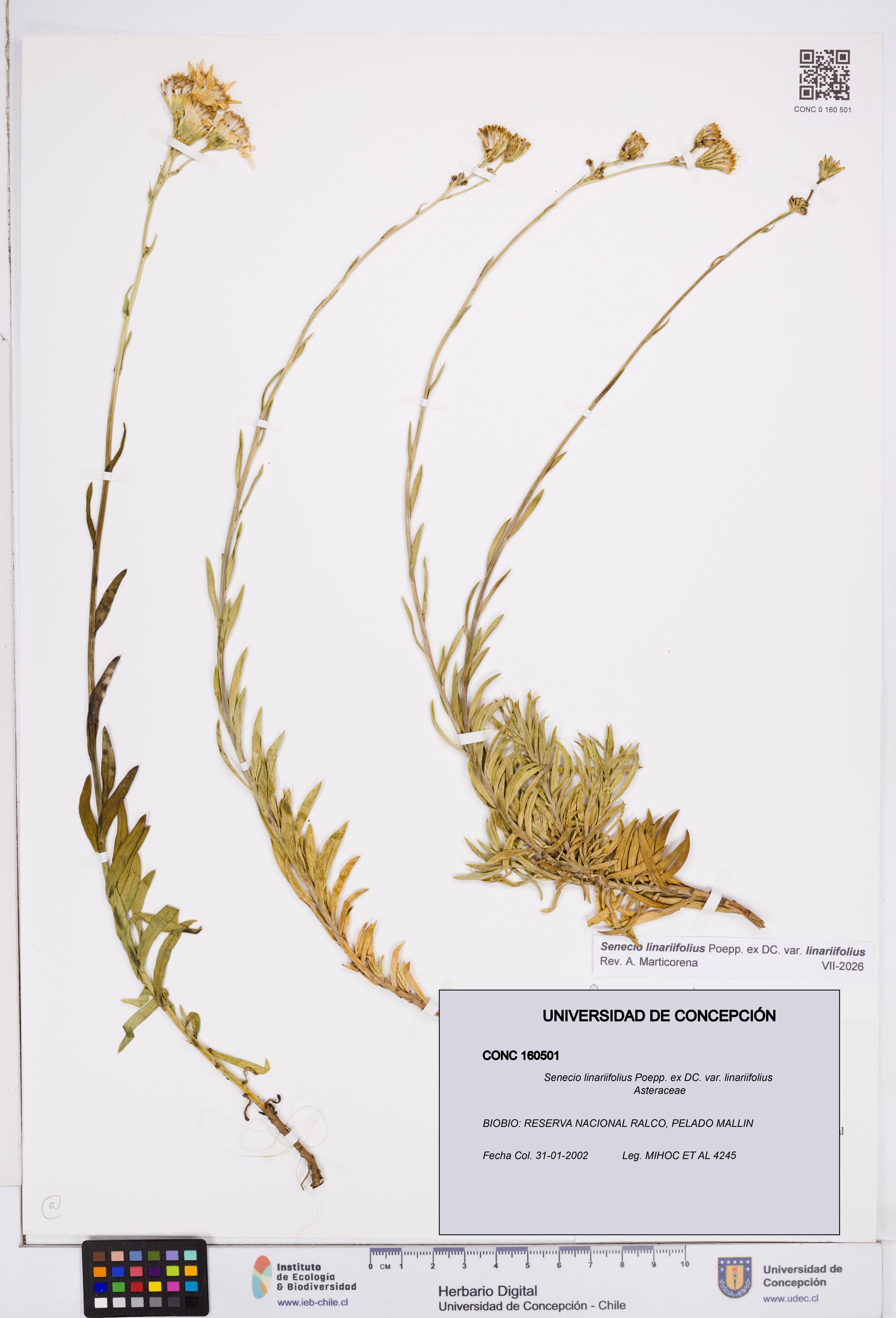 Senecio linariifolius var. linariifolius [Espécimen: ]
