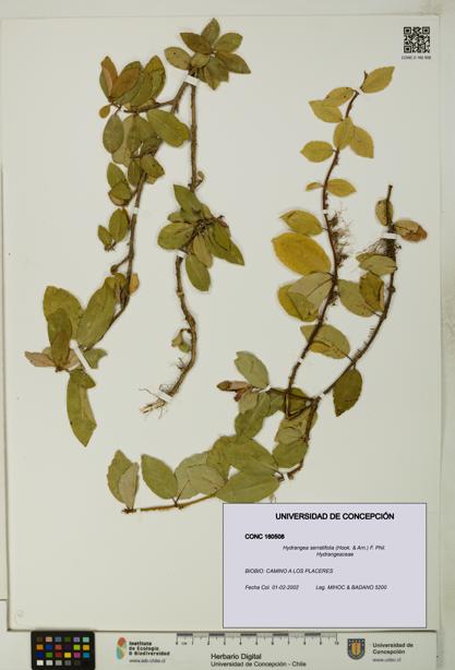 Hydrangea serratifolia [Espécimen: UDEC:CONC:0160508]