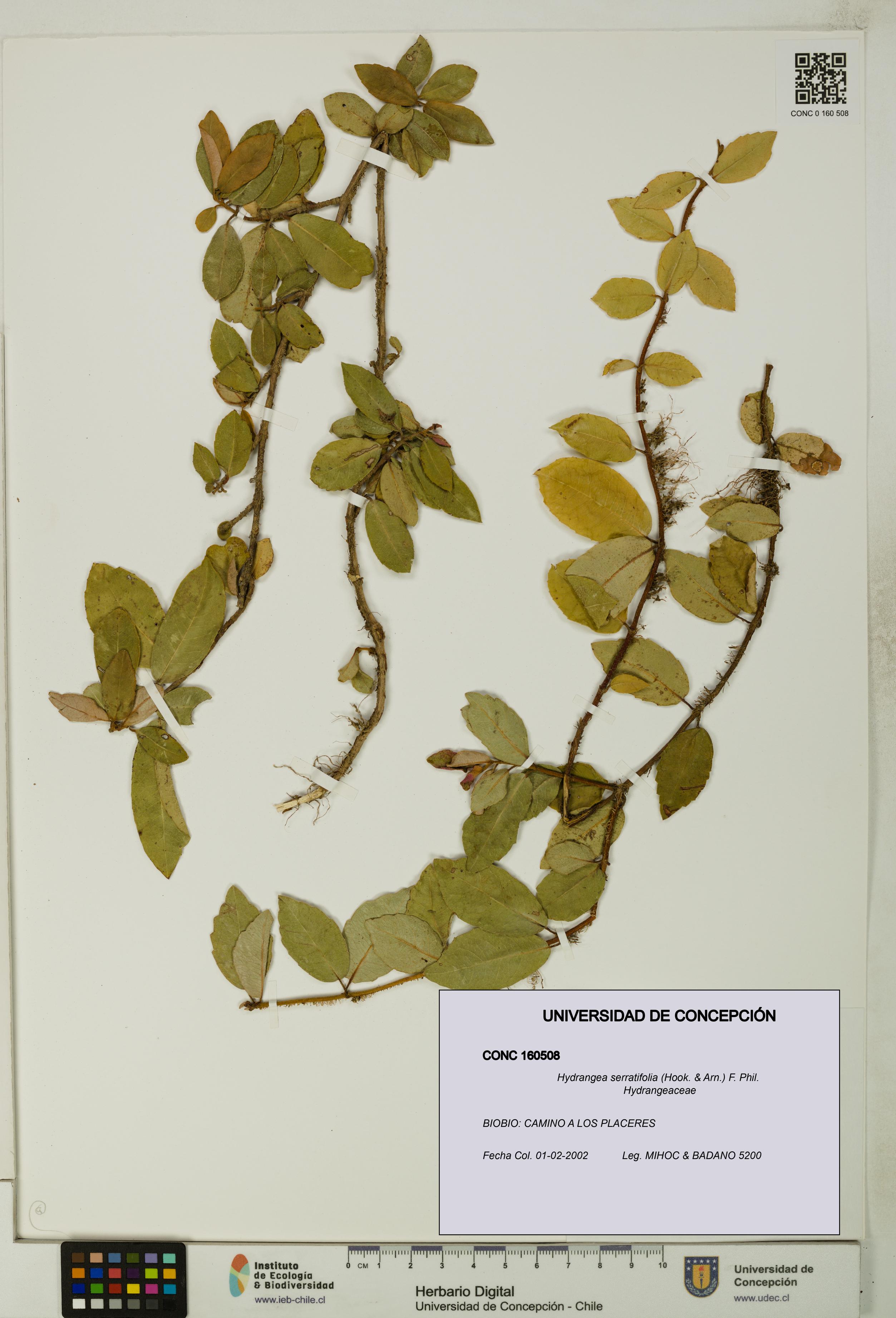 Hydrangea serratifolia [Espécimen: UDEC:CONC:0160508]