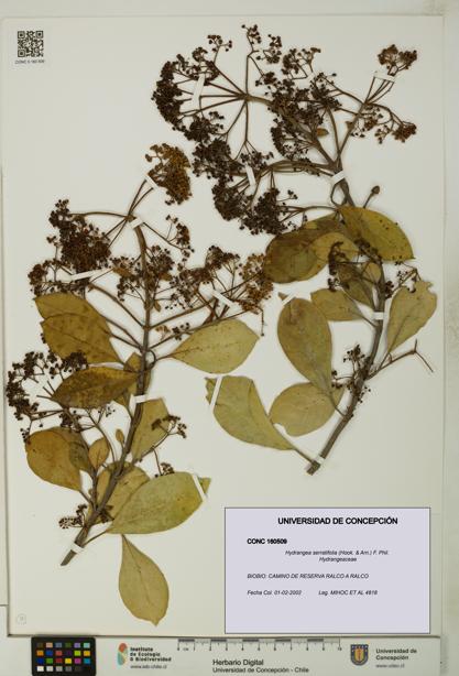 Hydrangea serratifolia [Espécimen: UDEC:CONC:0160509]