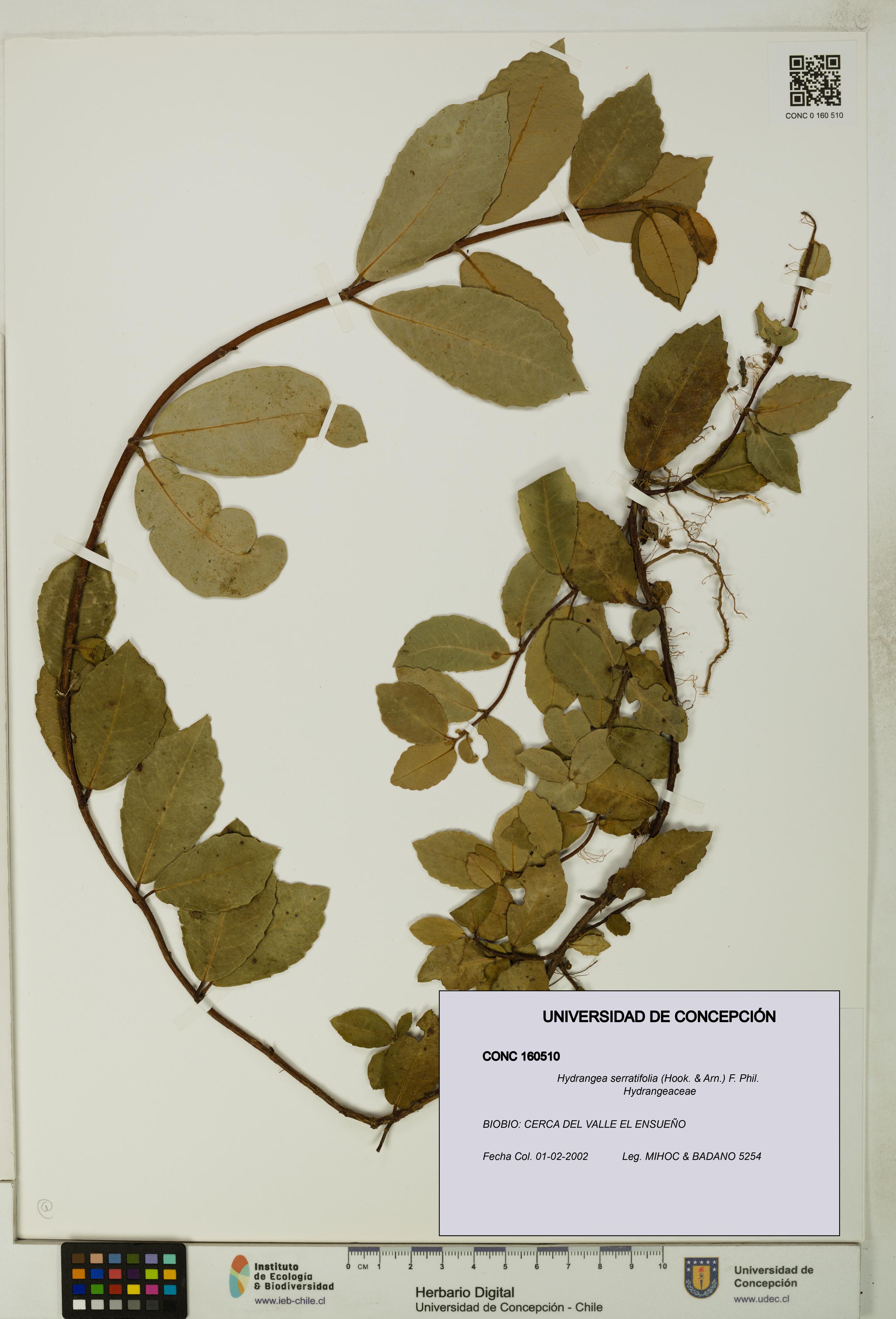 Hydrangea serratifolia [Espécimen: UDEC:CONC:0160510]
