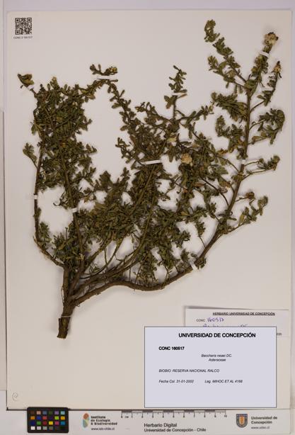 Baccharis neaei [Espécimen: UDEC:CONC:0160517]