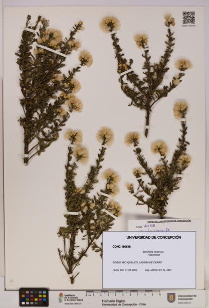 Baccharis neaei [Espécimen: UDEC:CONC:0160518]