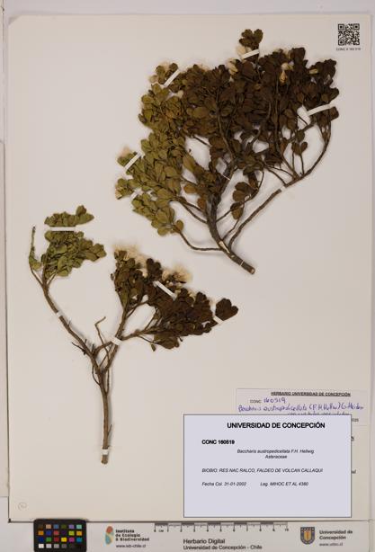 Baccharis austropedicellata [Espécimen: UDEC:CONC:0160519]