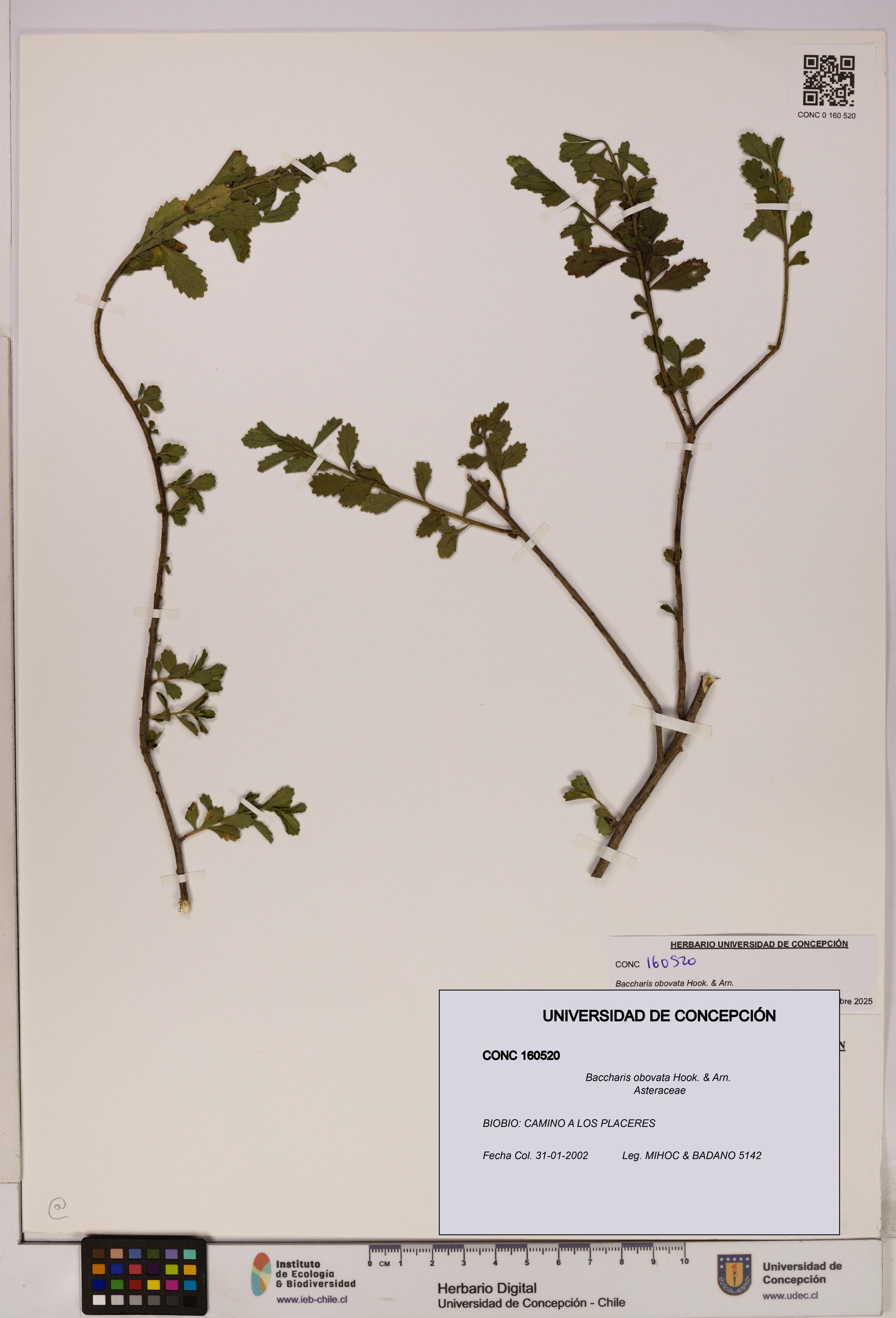 Baccharis obovata [Espécimen: UDEC:CONC:0160520]