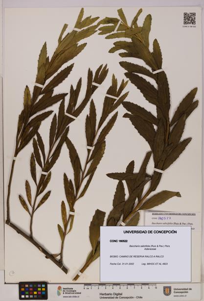 Baccharis salicifolia [Espécimen: UDEC:CONC:0160522]