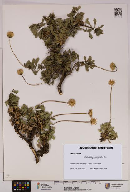 Haplopappus paucidentatus [Espécimen: UDEC:CONC:0160526]