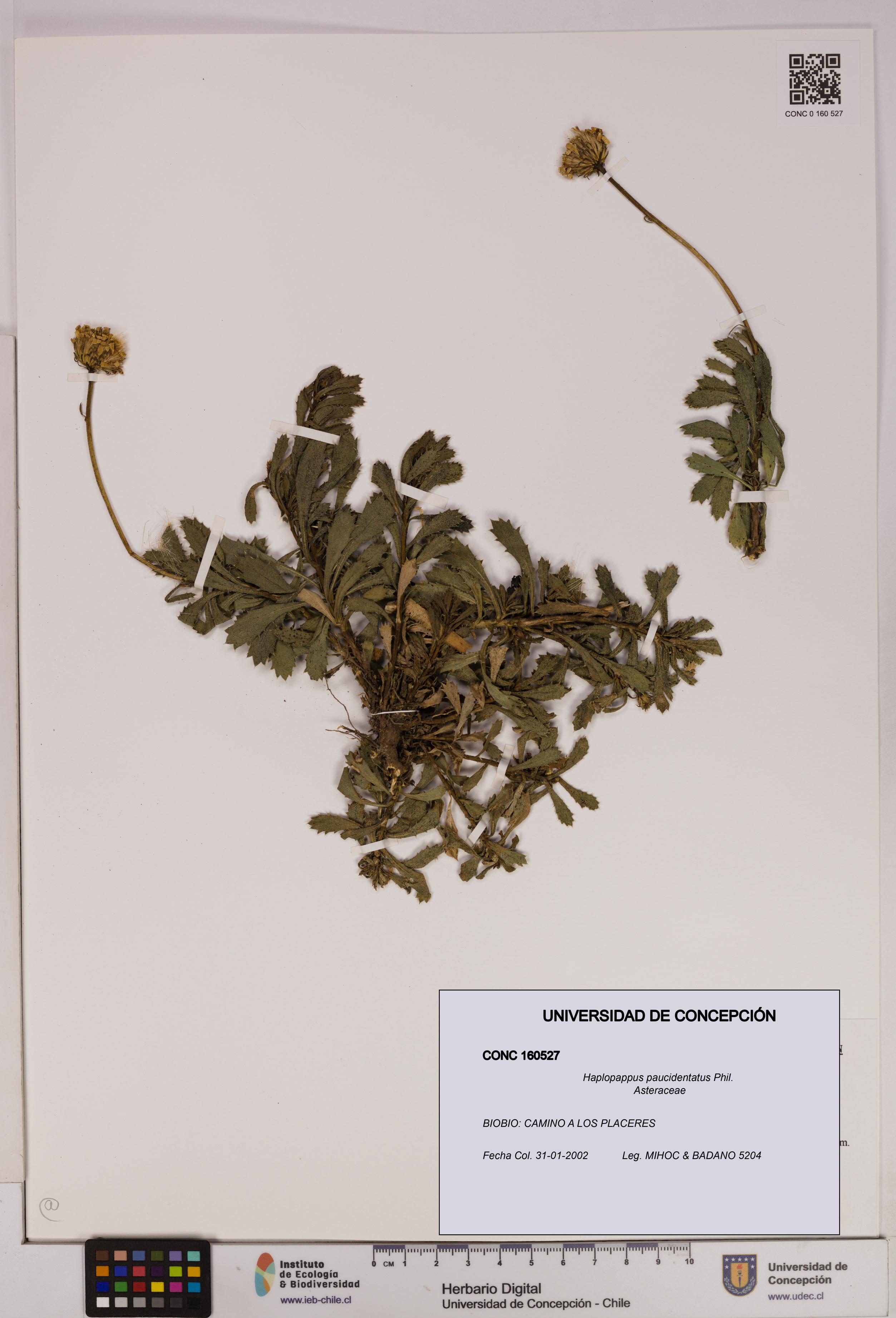 Haplopappus paucidentatus [Espécimen: UDEC:CONC:0160527]