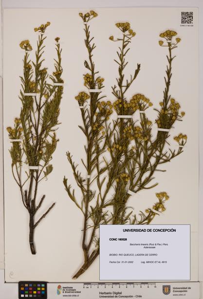 Baccharis linearis [Espécimen: UDEC:CONC:0160528]
