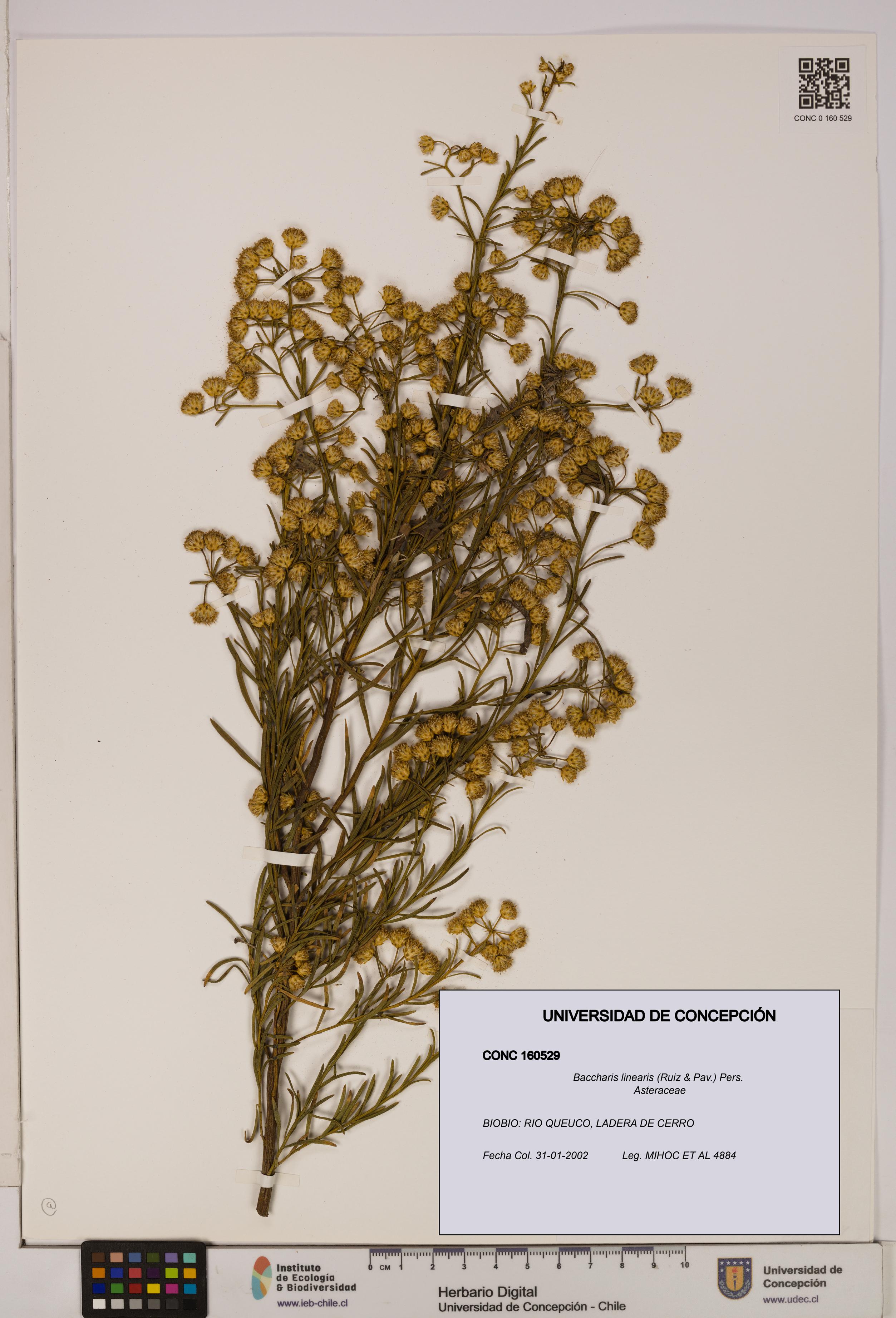 Baccharis linearis [Espécimen: UDEC:CONC:0160529]