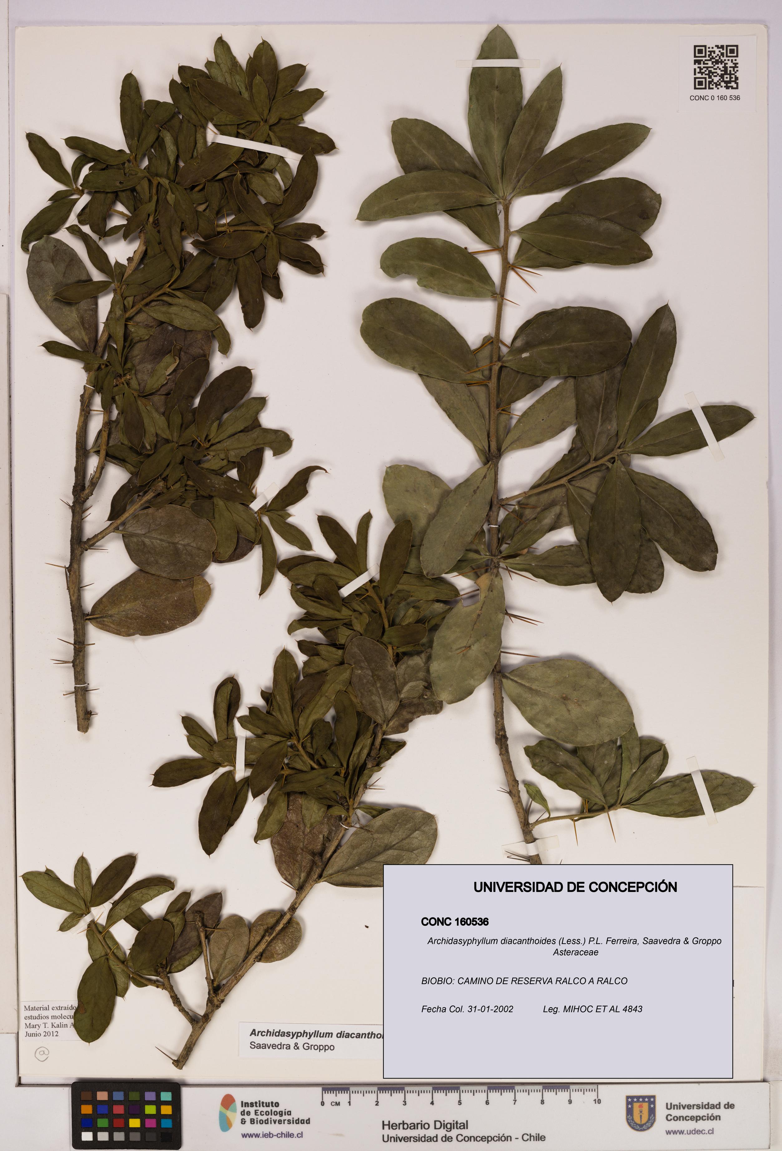 Archidasyphyllum diacanthoides [Espécimen: UDEC:CONC:0160536]