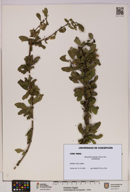 Myoschilos oblongus [Espécimen: UDEC:CONC:0160542]