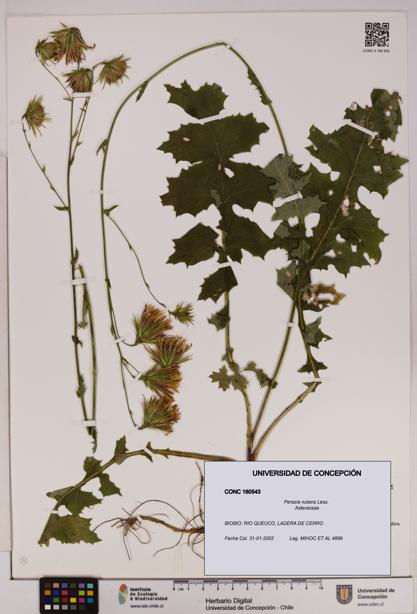 Perezia nutans [Espécimen: UDEC:CONC:0160543]