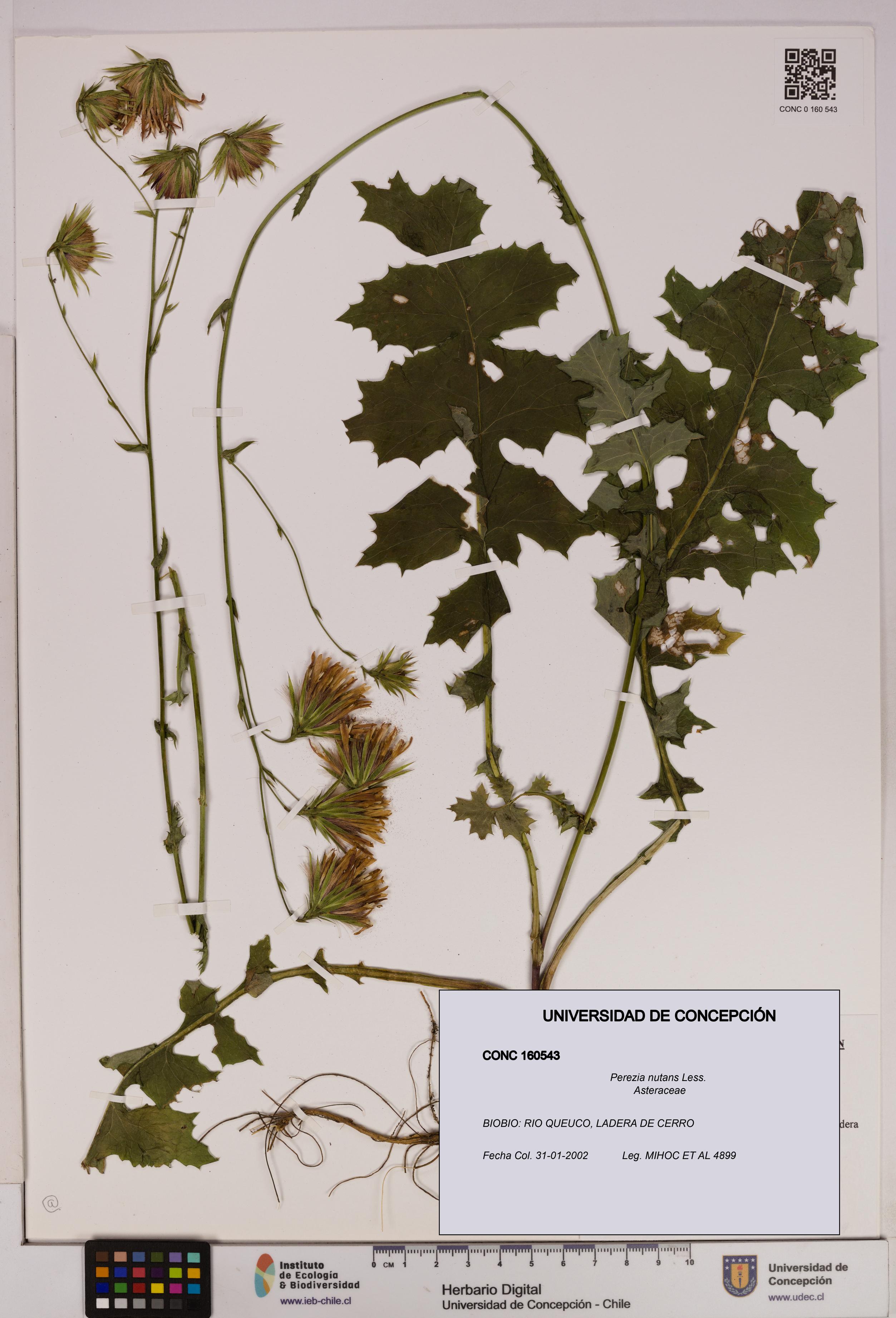 Perezia nutans [Espécimen: UDEC:CONC:0160543]