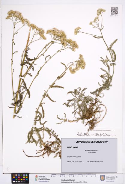 Achillea millefolium [Espécimen: ]