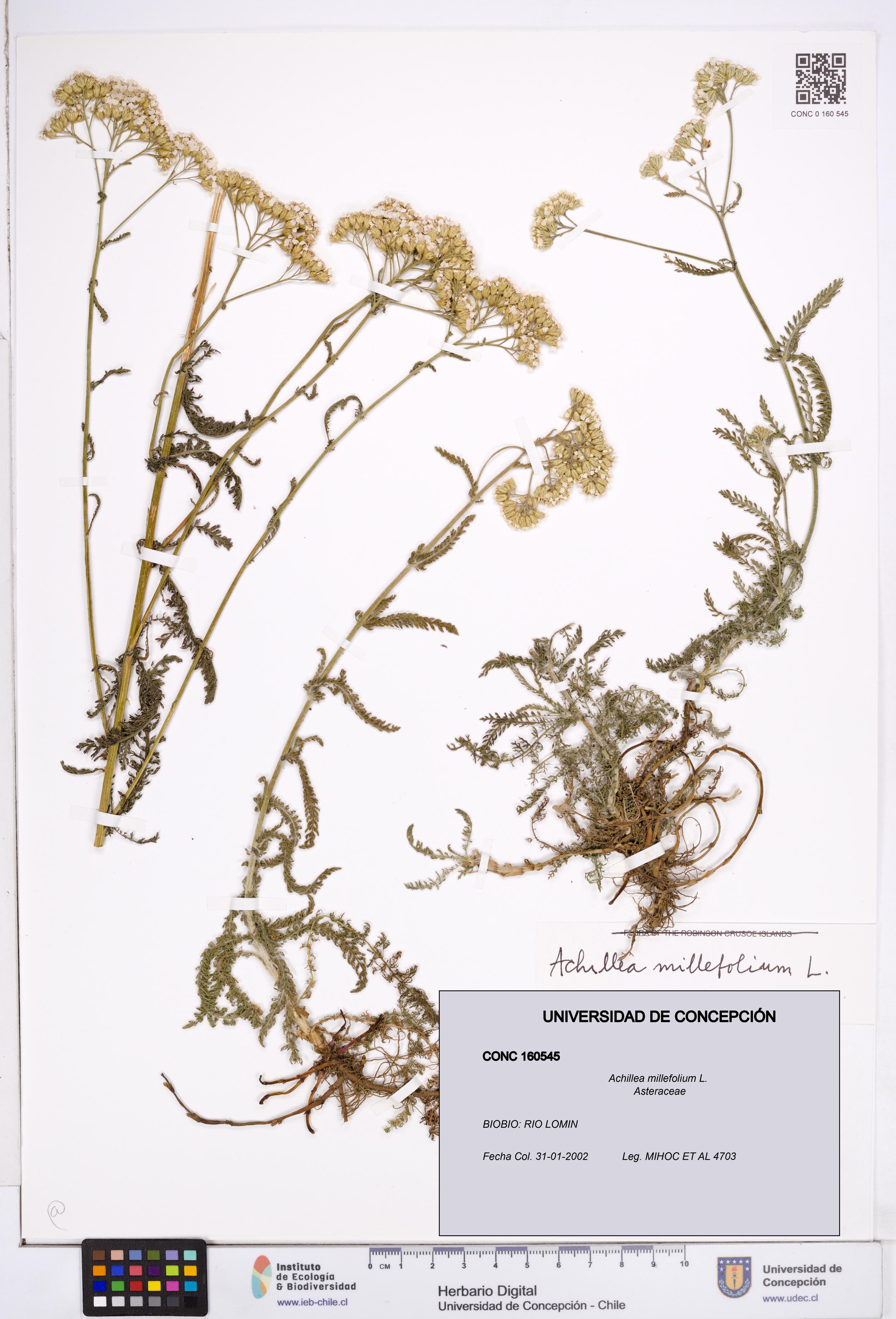 Achillea millefolium [Espécimen: ]