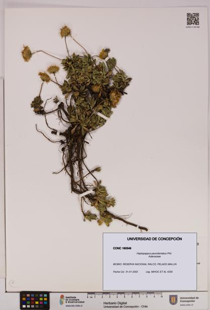 Haplopappus paucidentatus [Espécimen: UDEC:CONC:0160549]