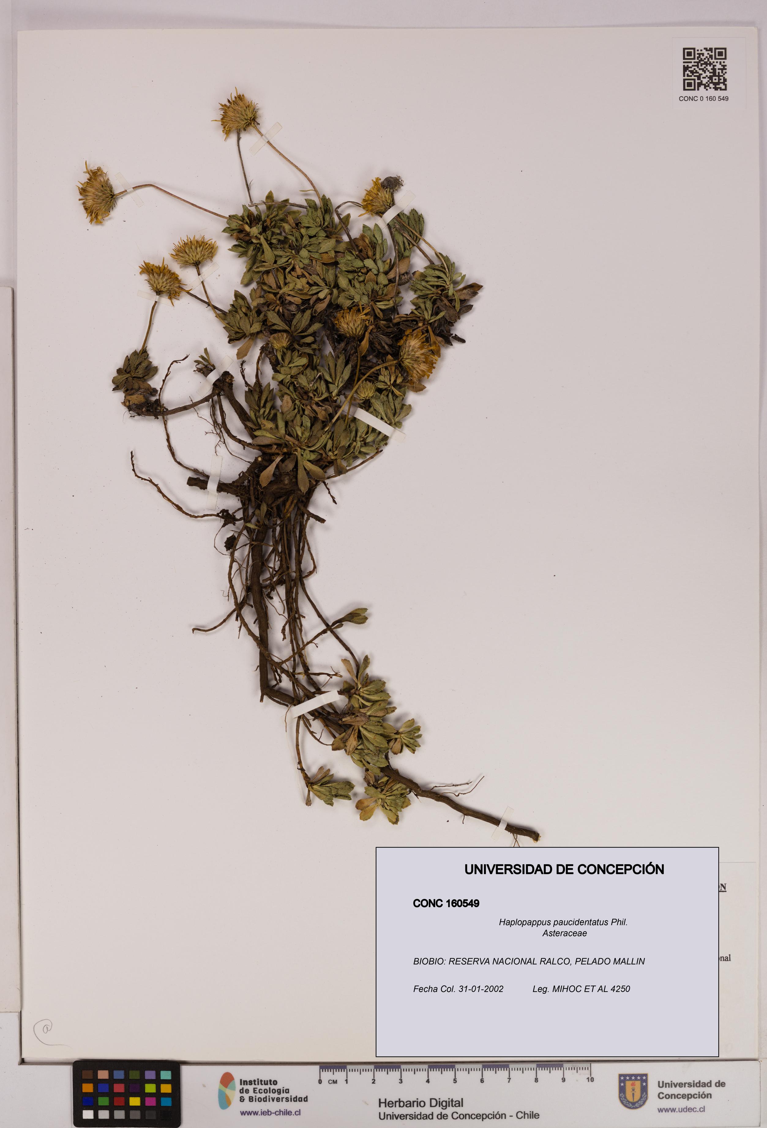 Haplopappus paucidentatus [Espécimen: UDEC:CONC:0160549]