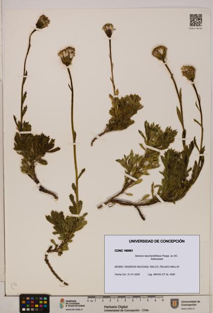 Senecio baccharidifolius [Espécimen: UDEC:CONC:0160551]