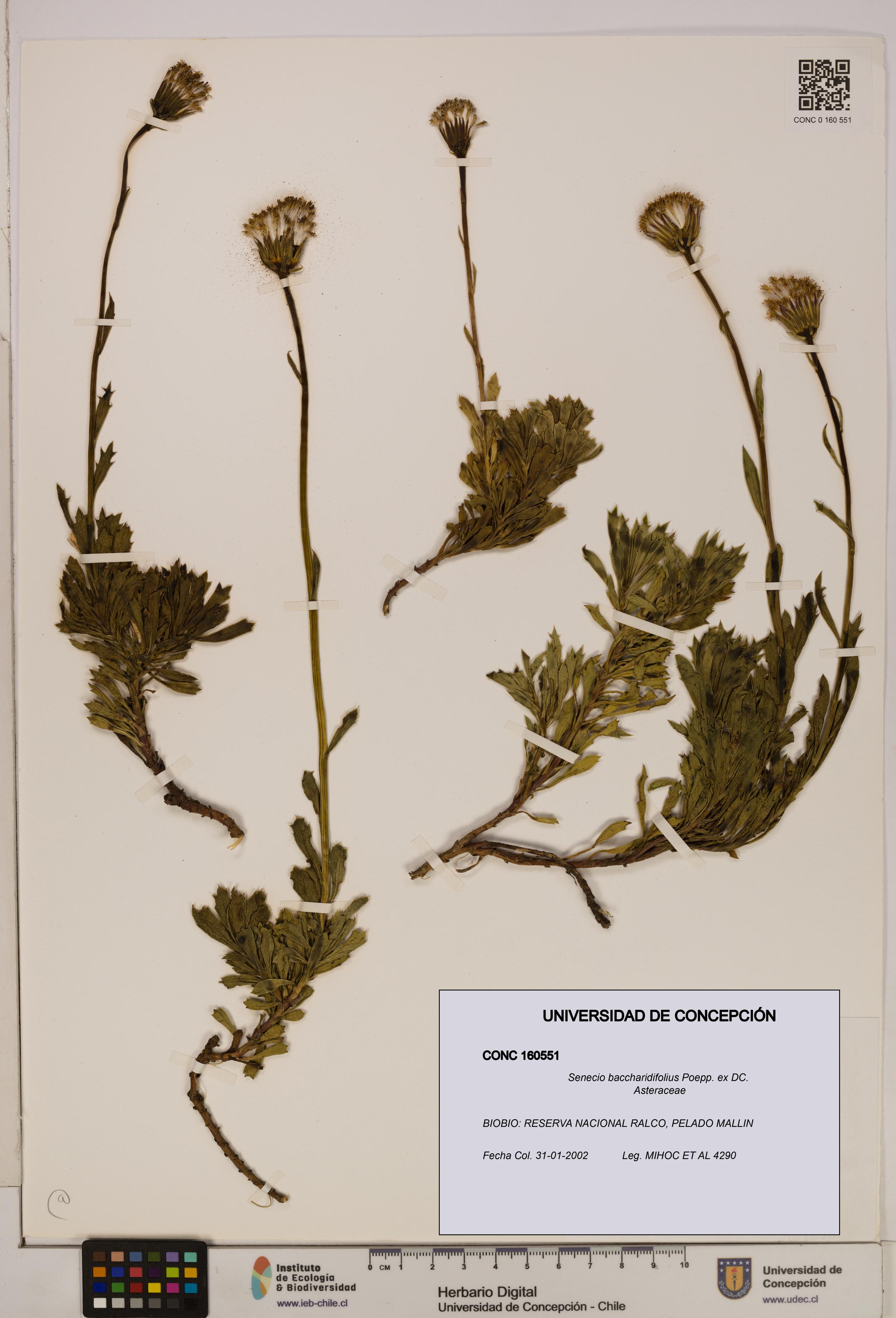 Senecio baccharidifolius [Espécimen: UDEC:CONC:0160551]
