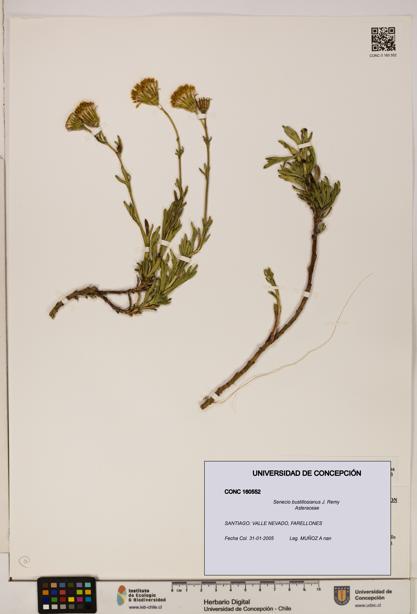 Senecio bustillosianus [Espécimen: UDEC:CONC:0160552]