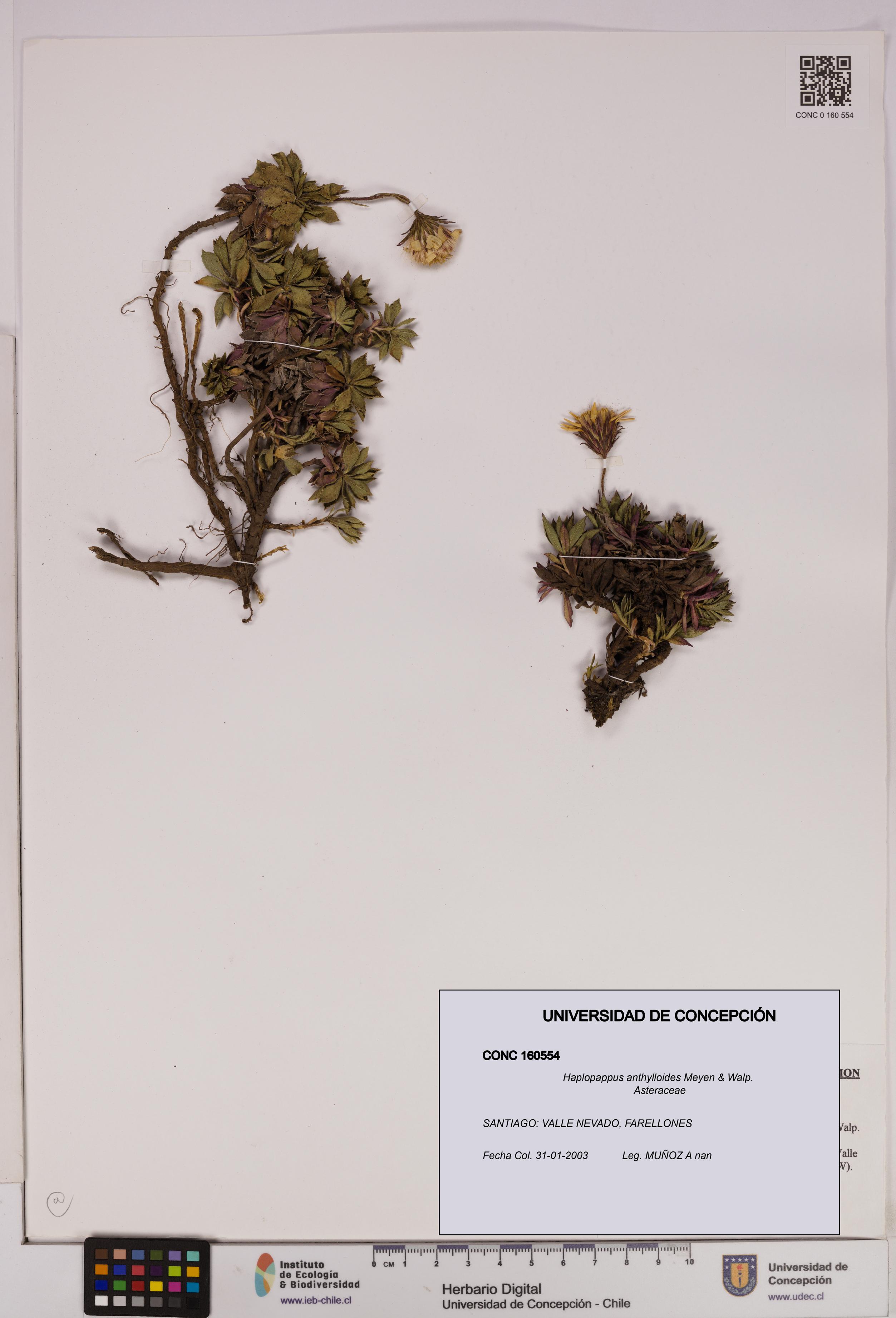 Haplopappus anthylloides [Espécimen: UDEC:CONC:0160554]