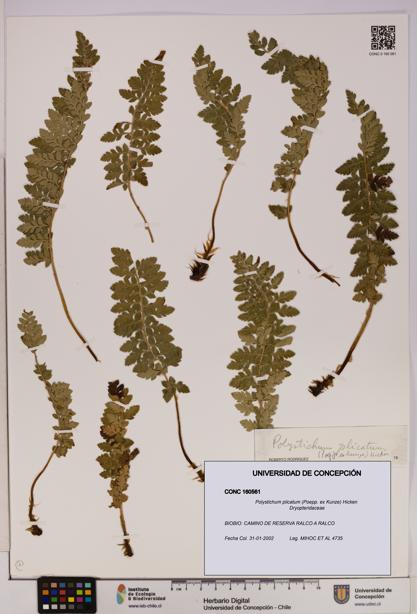 Polystichum plicatum [Espécimen: UDEC:CONC:0160561]