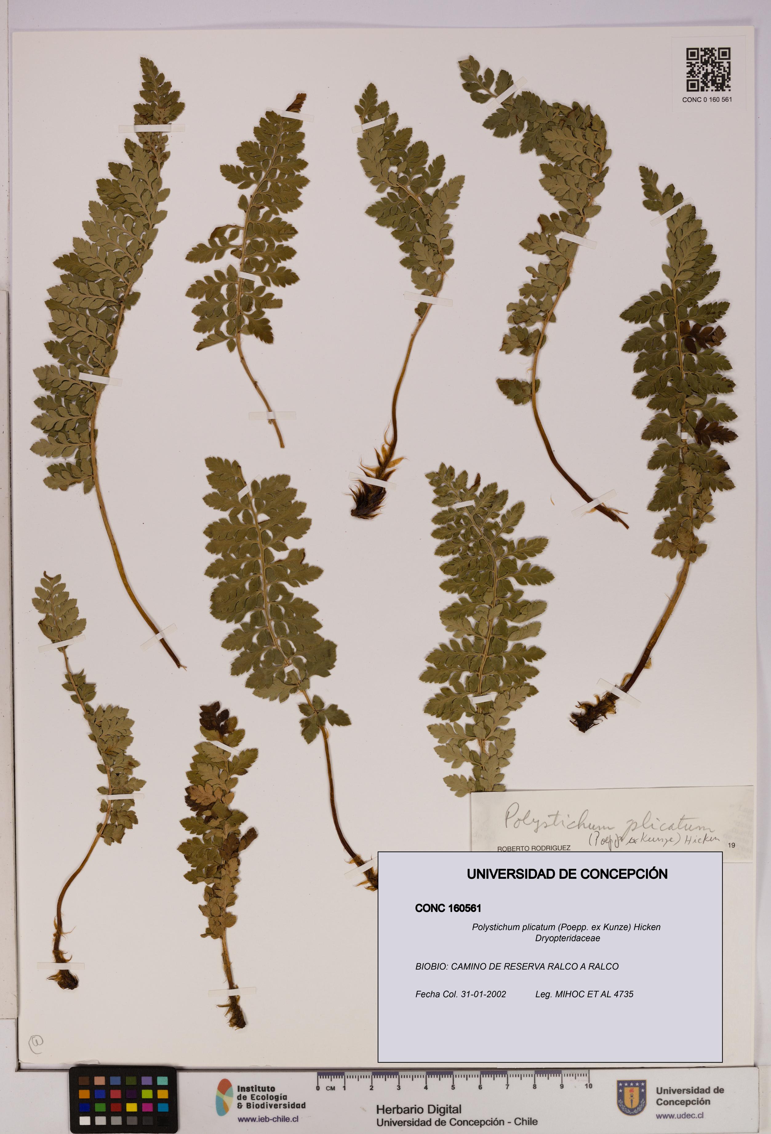 Polystichum plicatum [Espécimen: UDEC:CONC:0160561]