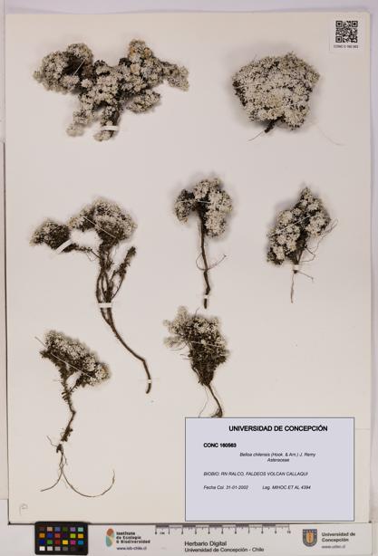 Belloa chilensis [Espécimen: UDEC:CONC:0160563]