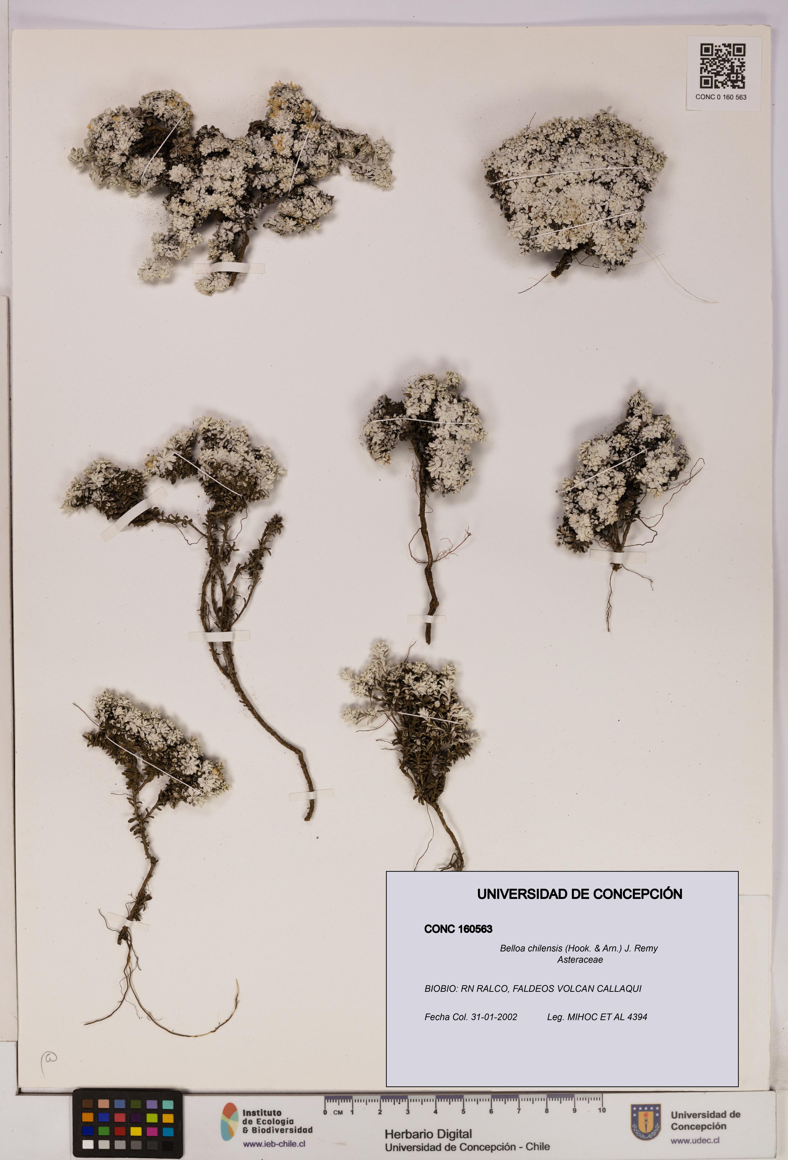 Belloa chilensis [Espécimen: UDEC:CONC:0160563]