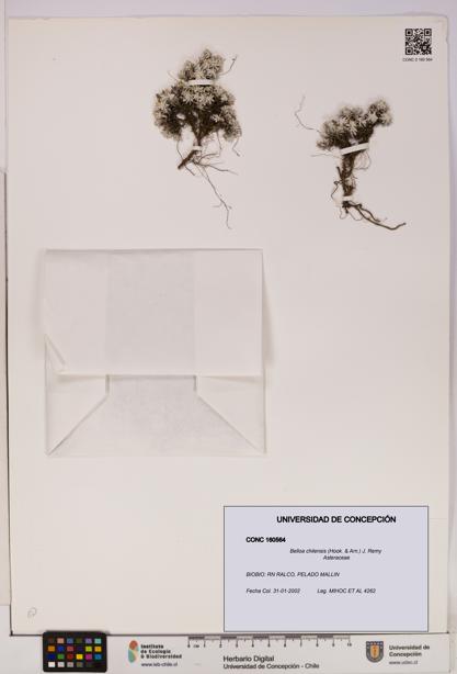 Belloa chilensis [Espécimen: UDEC:CONC:0160564]