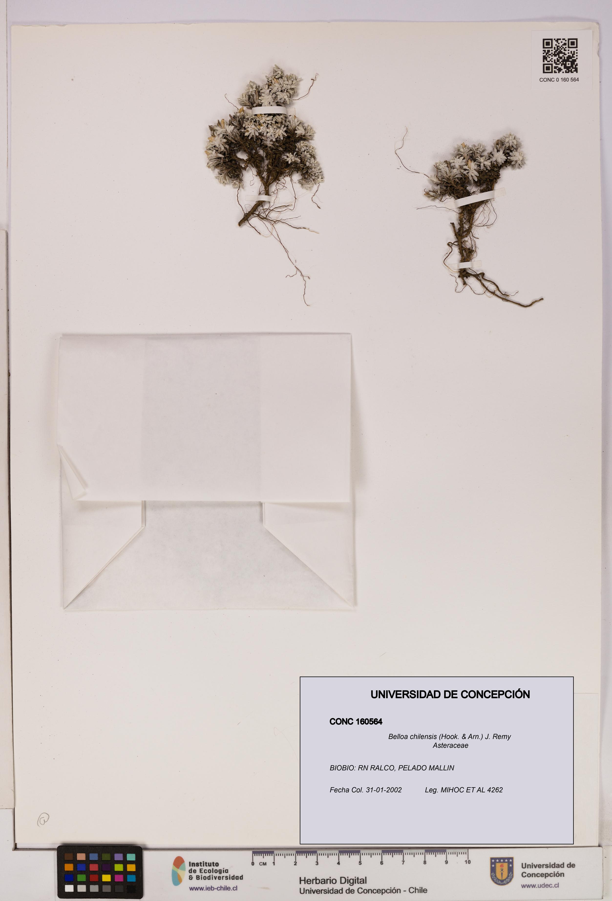 Belloa chilensis [Espécimen: UDEC:CONC:0160564]
