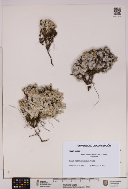 Belloa chilensis [Espécimen: UDEC:CONC:0160565]