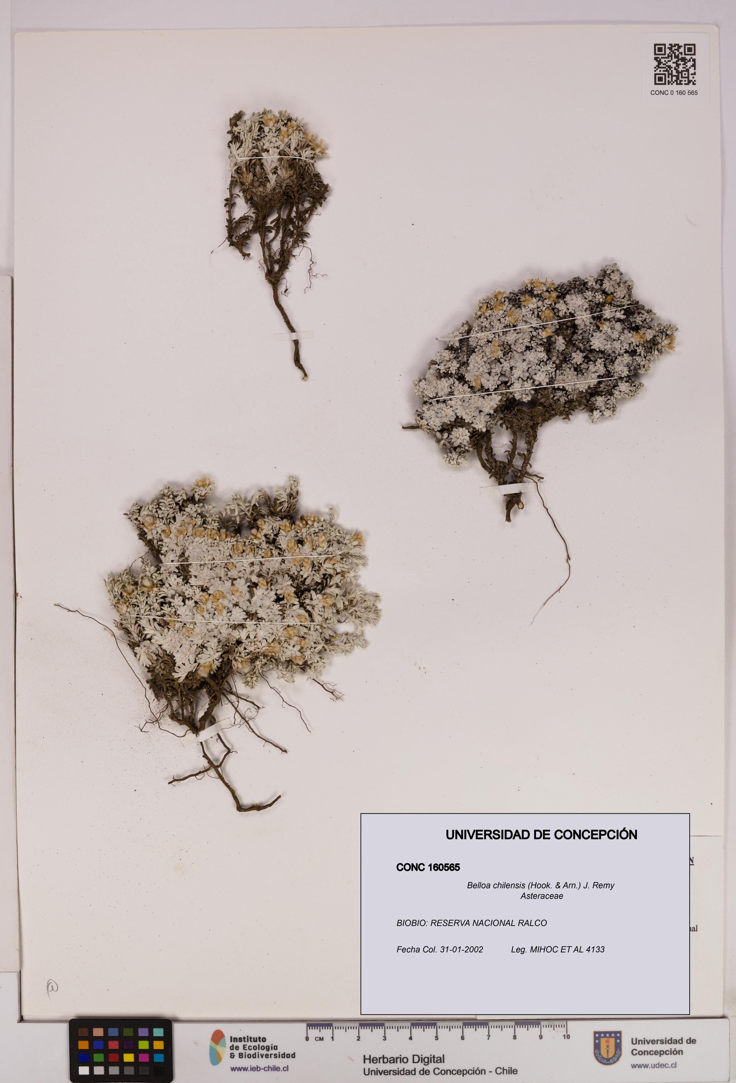 Belloa chilensis [Espécimen: UDEC:CONC:0160565]