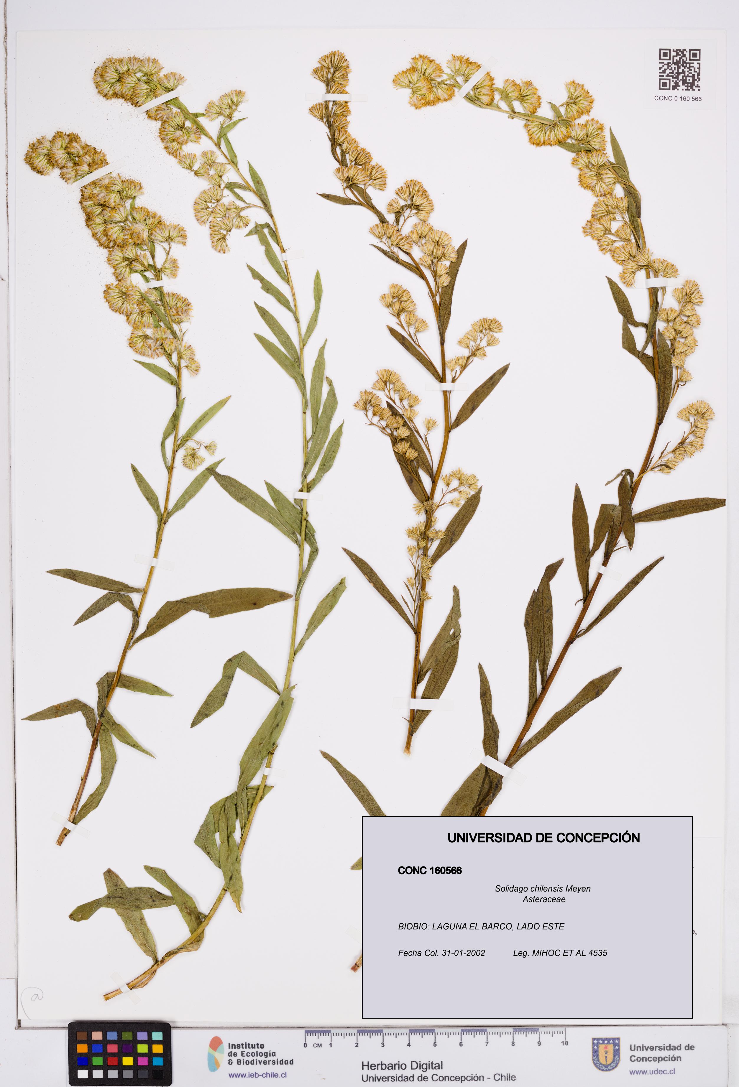 Solidago chilensis [Espécimen: ]
