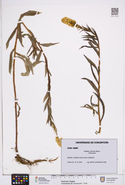 Solidago chilensis [Espécimen: ]