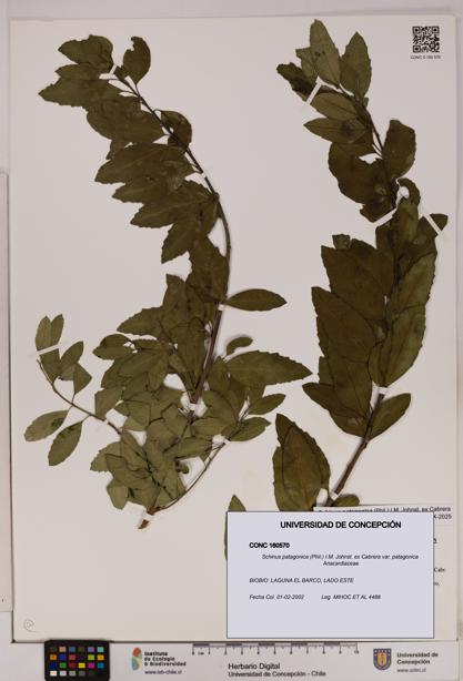 Schinus patagonica [Espécimen: UDEC:CONC:0160570]